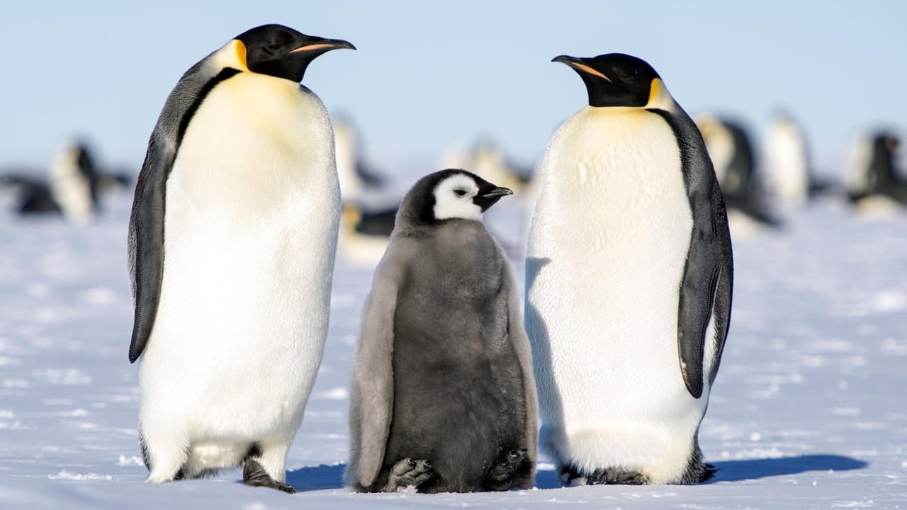 March of the Penguins